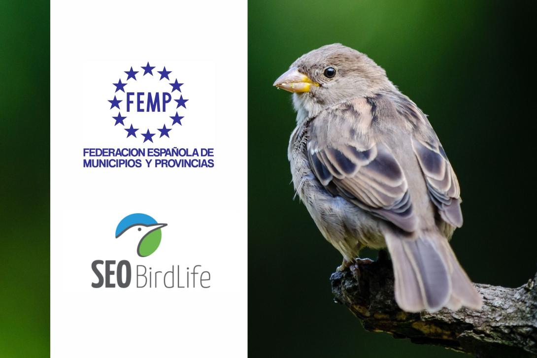 FEMP y SEO/BirdLife apuestan por la precaución en el mantenimiento de las zonas verdes para evitar daños a la biodiversidad urbana